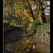 Country lane in autumn