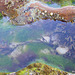 Tidal Pool - Moray Firth Coast