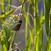 20130616 1952RAw Blutströpfchen