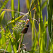 20130616 1953RAw Blutstropfchen