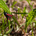 20130616 1954RAw Blutströpfchen