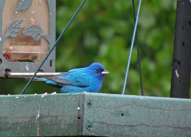 Indigo Bunting