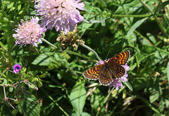 Melitaea diamina- Mélittée noirâtre - Damier noir