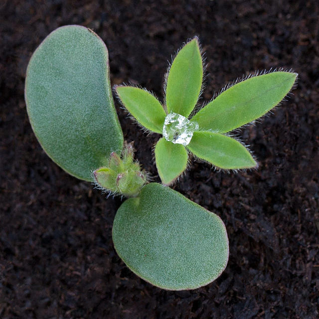 seedlinglupine2ndsetofleaves