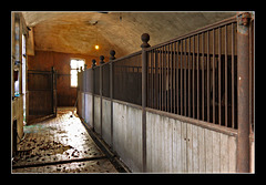 Horse stalls in the stables