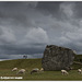 avebury people & sheep