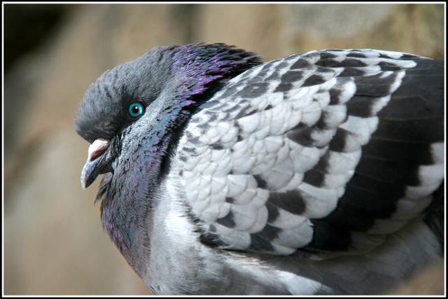 pigeon #3