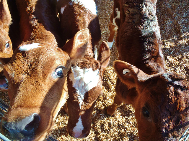 young calves