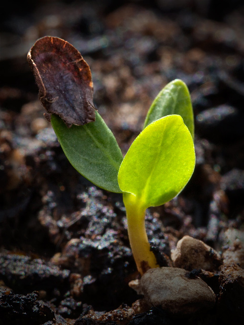 seedlingmilkweed