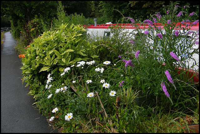 daisies and buddleia