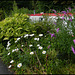 daisies and buddleia