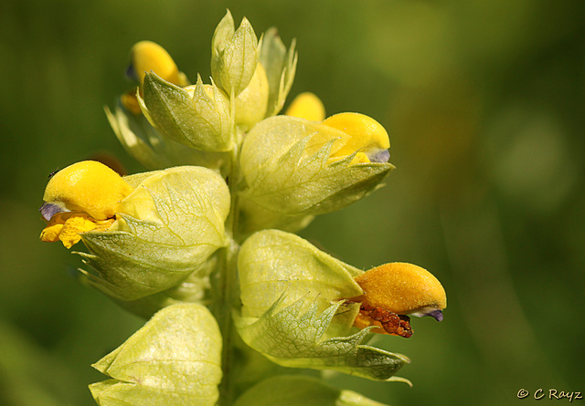 Yellow Rattle