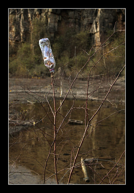 Bottle tree