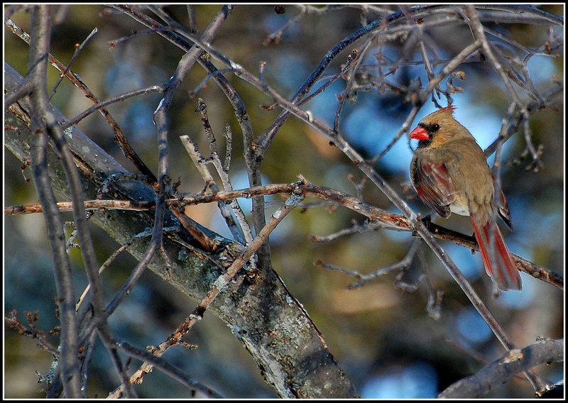 Cardinal