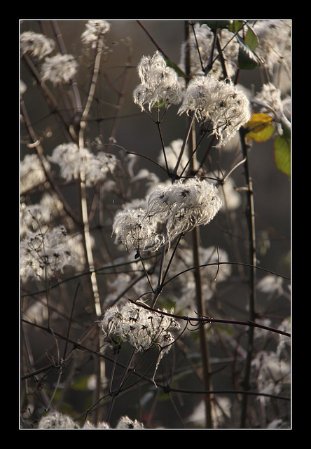 Old Man's Beard