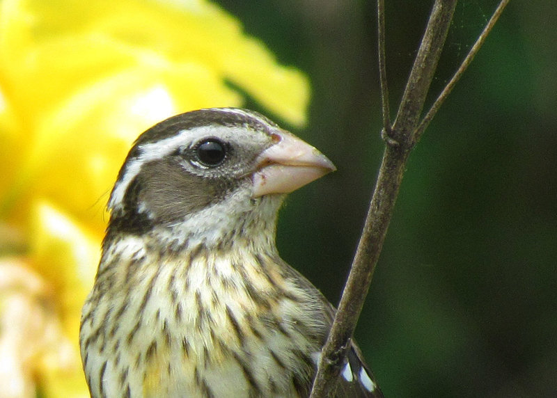 Rose-Breasted Grosbeak (Female)