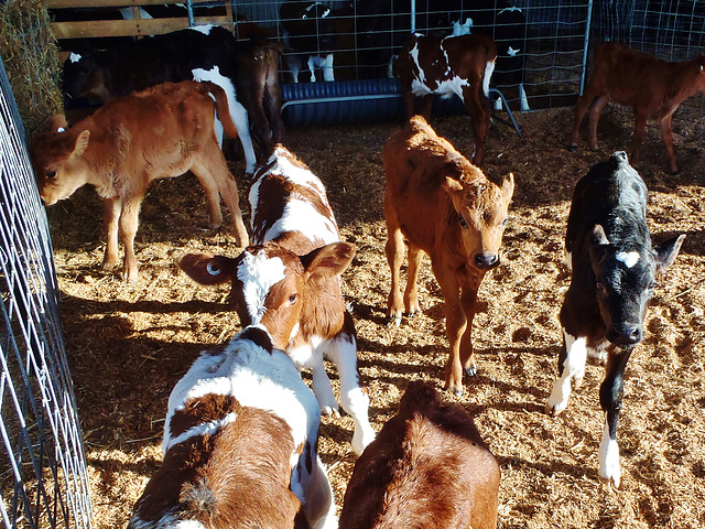 young calves