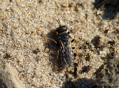 Common Spiny Digger Wasp