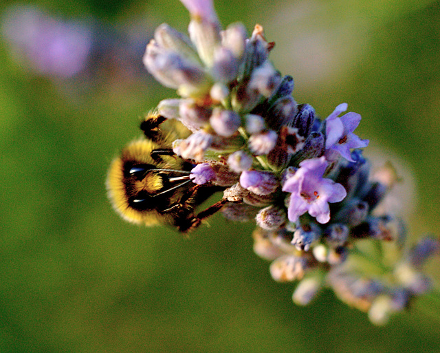 Collection Point Bee