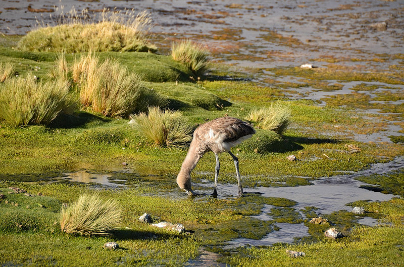 Juvenile flamingo