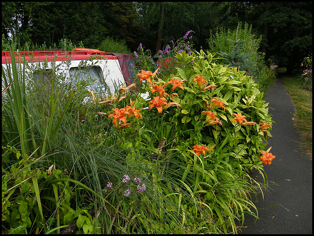 towpath lilies