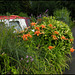 towpath lilies