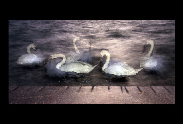 Swan Lake