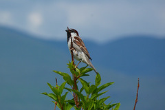 Lofty perch