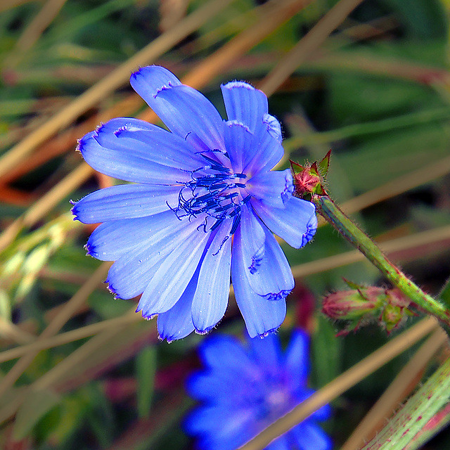 Am Wegrand - so schön blau!