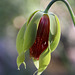 Cobra Lily Flower