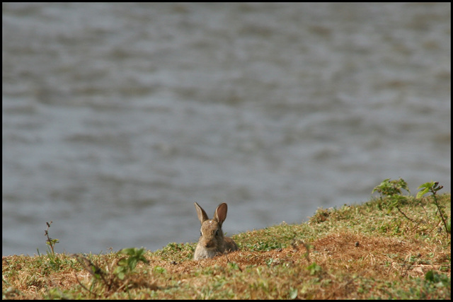 island bunny