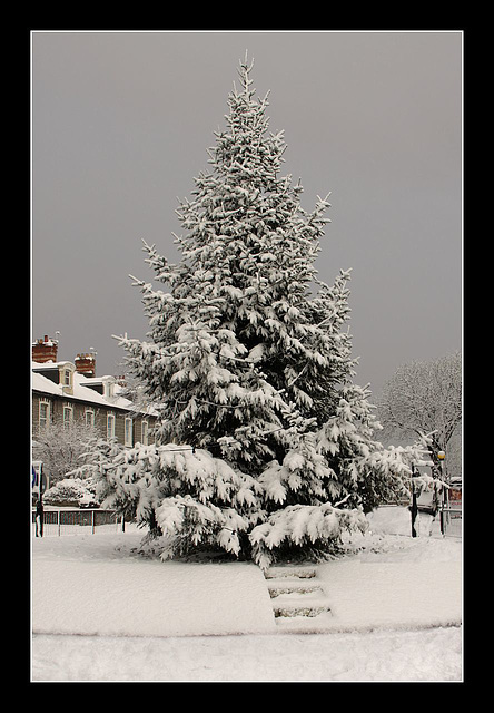 Town centre tree