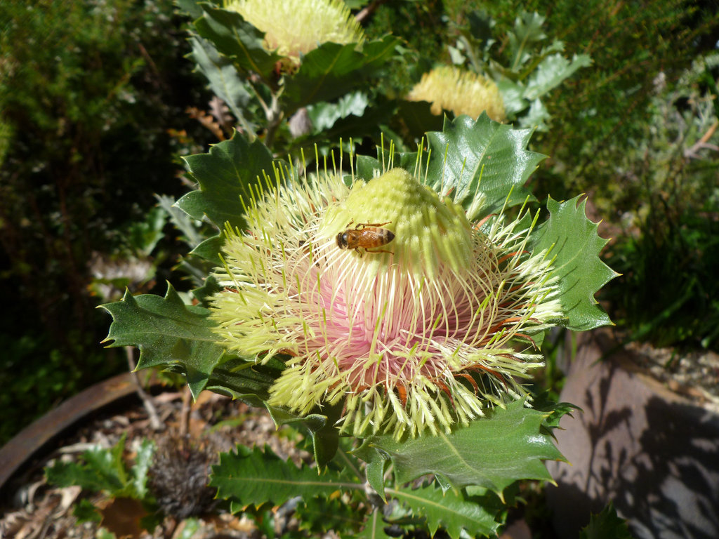 Banksia heliantha Canberra botanical gardens