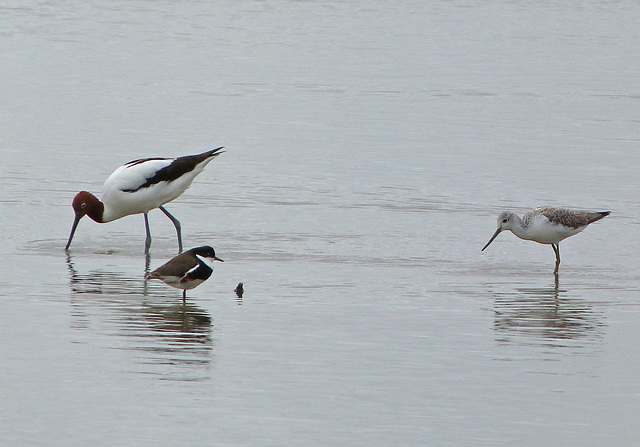 Avocet, Red-kneed Dotterel, Common Greenshank