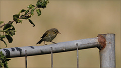 Ouvrez la cage aux oiseaux