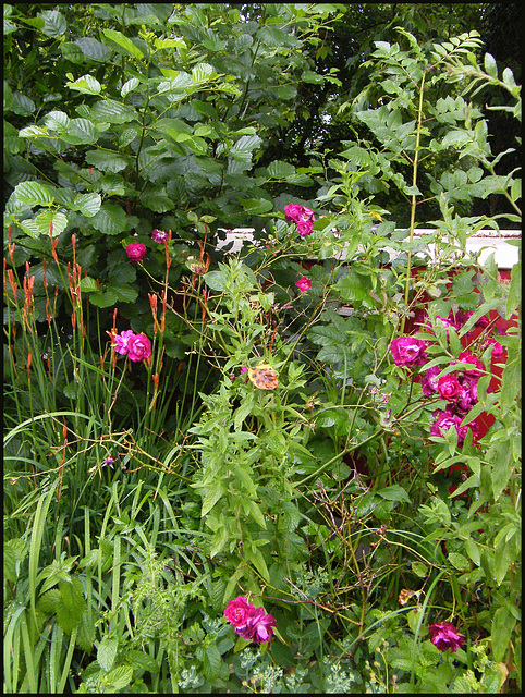 towpath roses