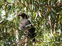 Currawong