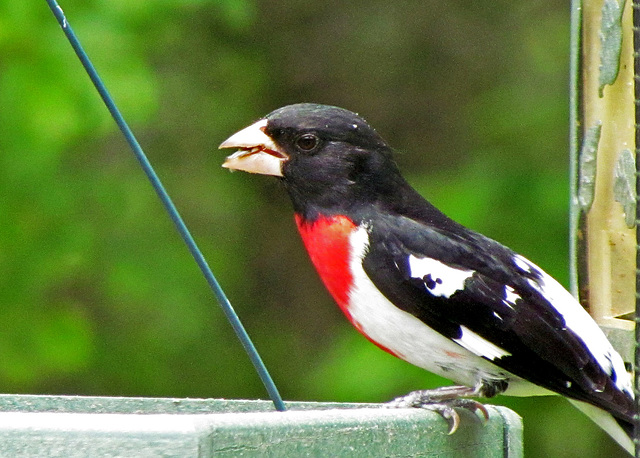 Rose-Breasted Grosbeak (Male)