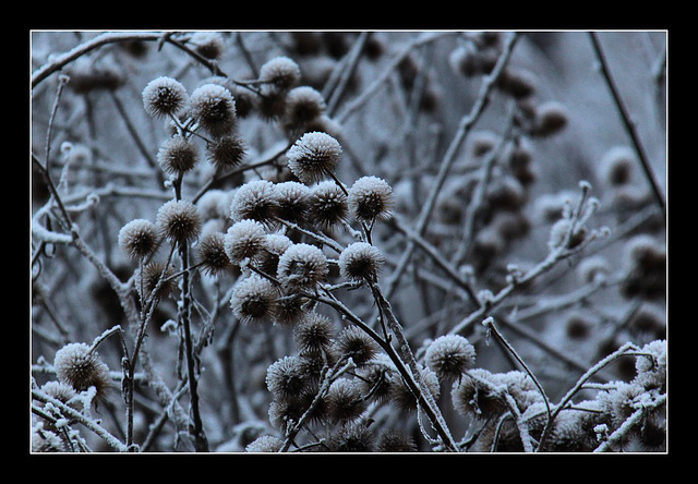 Seed heads