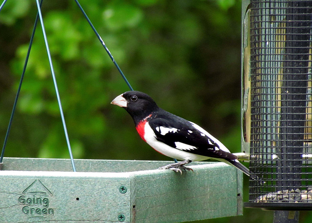 Rose-Breasted Grosbeak (Male)