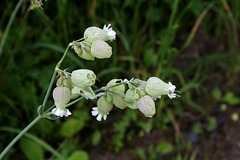 Silene vulgaris Silene vulgaris