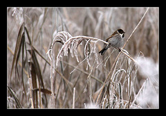 The Reed Bunting