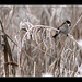 The Reed Bunting