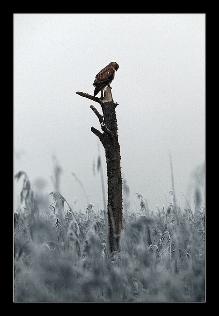 Buzzard on watch