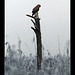 Buzzard on watch