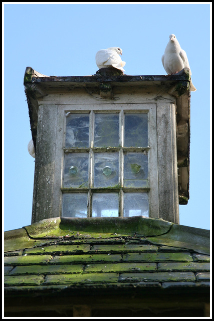 "the dove from above"