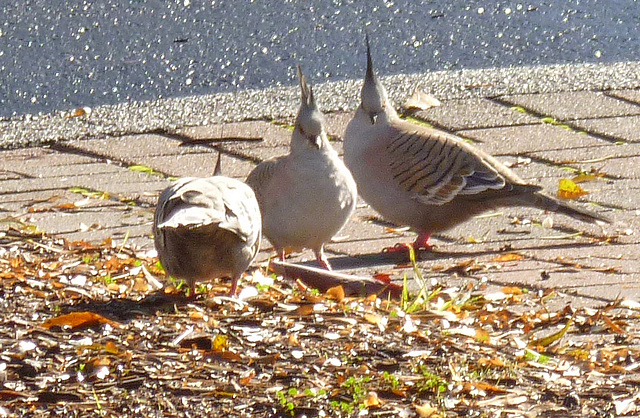 crested pigeons on our street