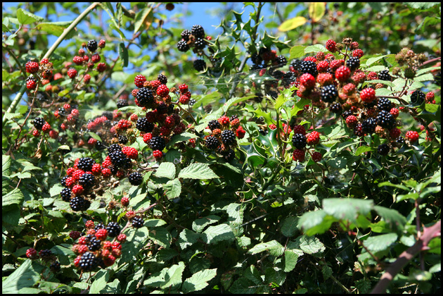 blackberrying