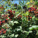 blackberrying