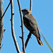 Horsfield's bronze cuckoo near Point Sturt